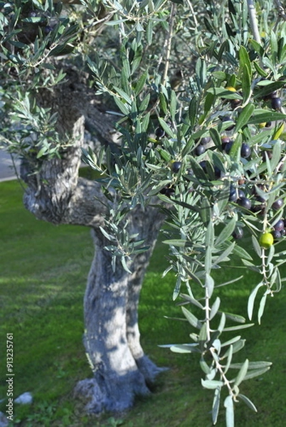 Obraz tree in the garden
