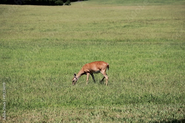 Fototapeta Side Profile of Deer Grazing In A Field In Summer