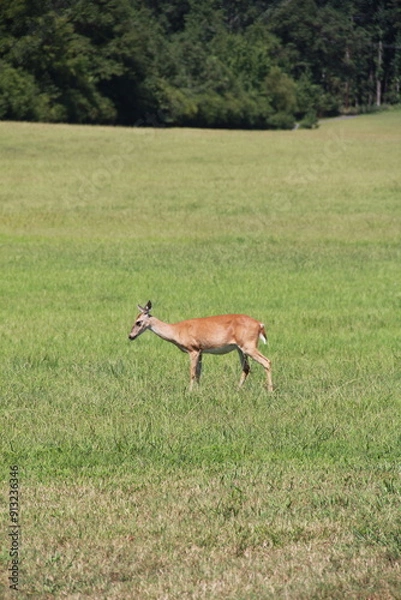 Fototapeta Deer Contemplating Grazing In A Field In Summer