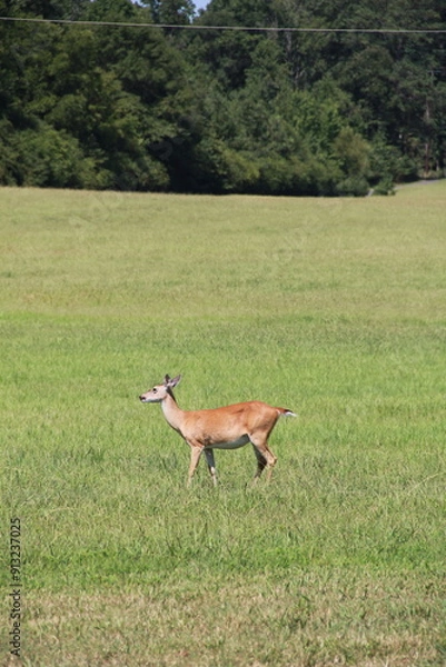 Fototapeta Portrait Shot of Cautious Deer Walking Through Field In Summer