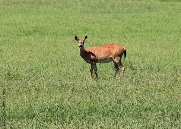 Fototapeta Close-Up of Deer Walking Through a Field in Summer