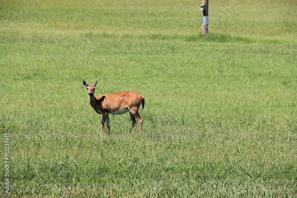 Fototapeta Deer Walking Through A Field