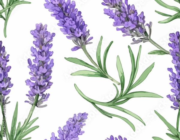 Fototapeta Two sprigs of lavender flowers isolated on a white background

