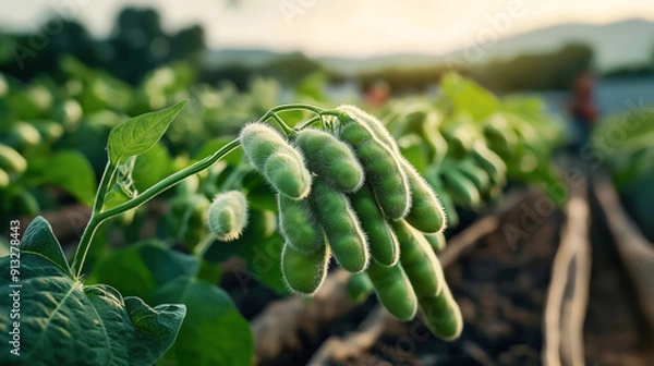 Fototapeta Close-up of edamame pods growing on a plant in a field, with a blurred background of more plants and a setting sun.
