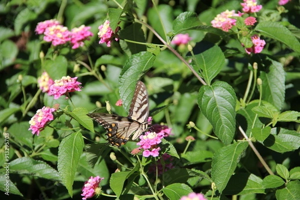 Fototapeta Angular Shot of Butterfly Feeding on Lantana