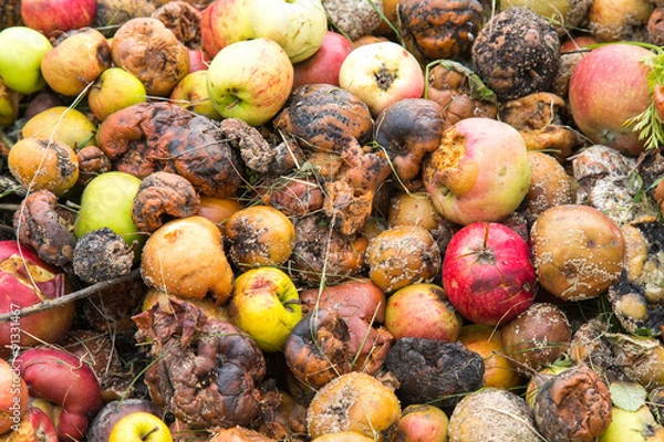 Fototapeta Close-up of very rotten green, yellow and red apples