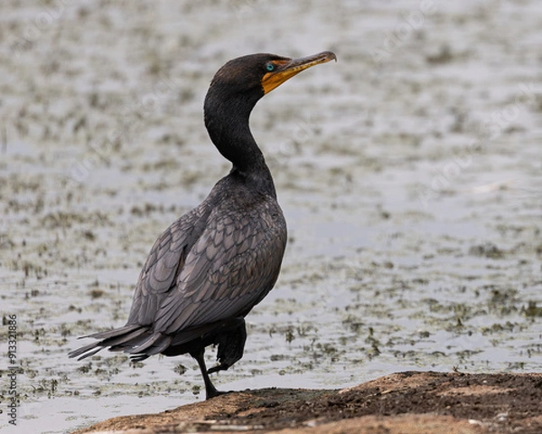 Obraz Double-crested cormorant standing on a rock in an algae filled pond on one leg, his bright blue eye illuminated.