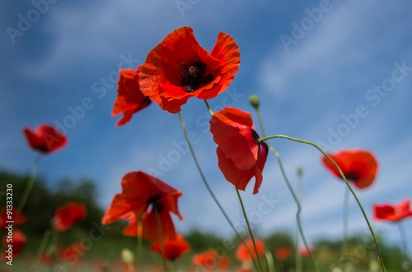Obraz Poppies on blue sky