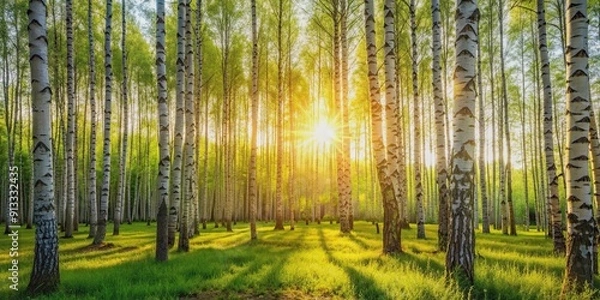 Fototapeta Sunlight filtering through a serene birch forest, nature, sunlight, trees, birch, forest, peaceful, tranquil