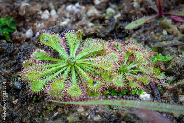 Fototapeta Drosera tokaiensis, one of the types of carnivorous plants that is grown and cared for in the Bogor Botanical Gardens