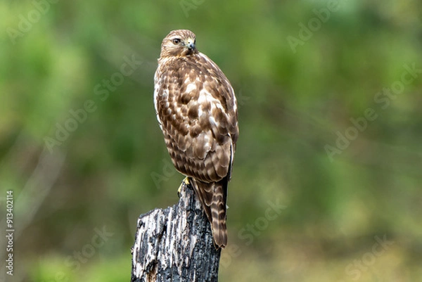 Fototapeta Charred Hawk