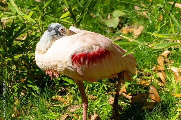 Fototapeta Sleeping Spoonbill