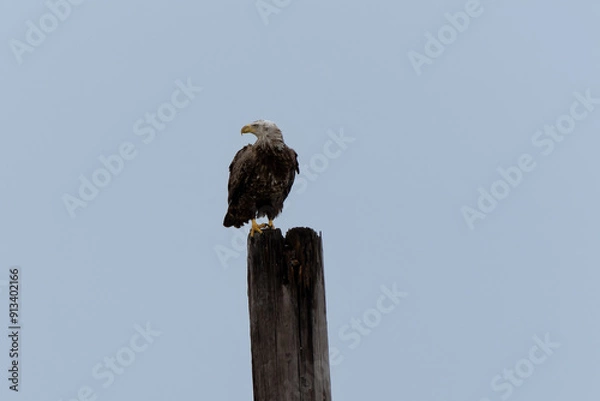 Fototapeta Eagle on Pole