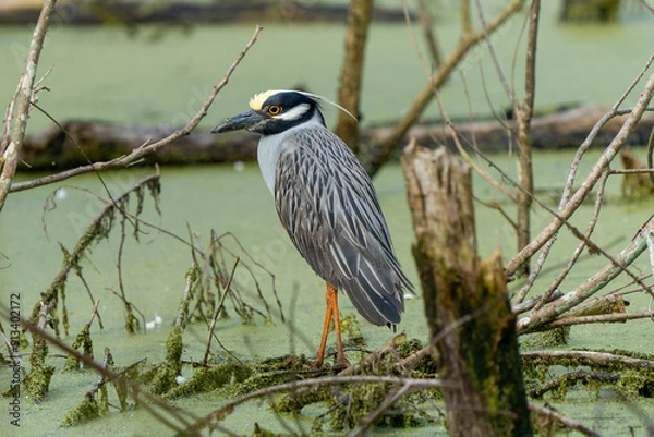 Fototapeta Heron in the Swamp