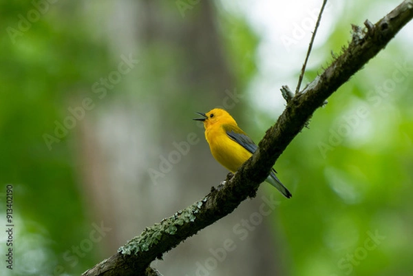 Fototapeta Singing in the Swamp