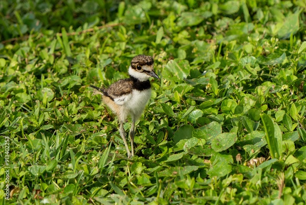 Fototapeta Picnic Killdeer