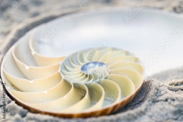 Obraz SEKCJE NAUTILUS