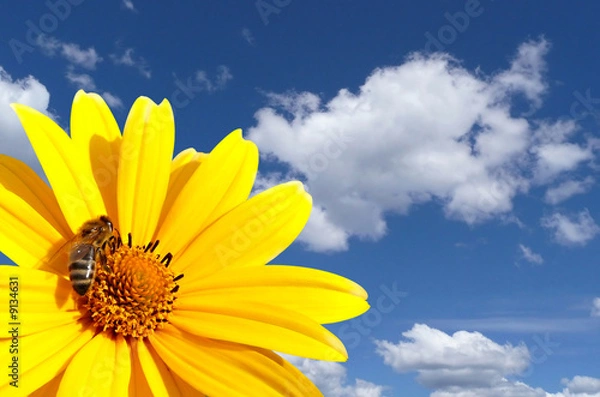 Obraz bee on the flower