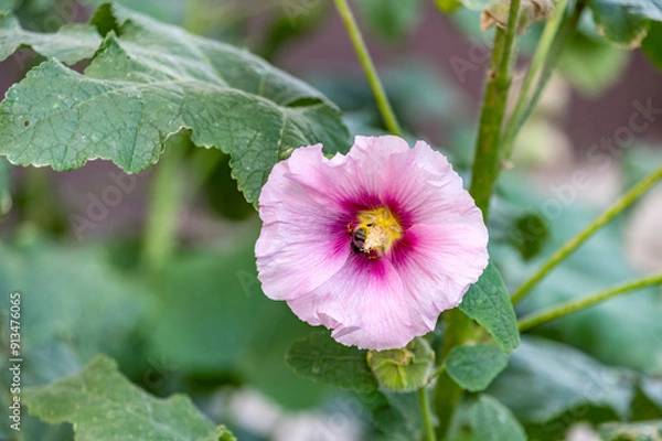 Obraz There is a bee inside the flower