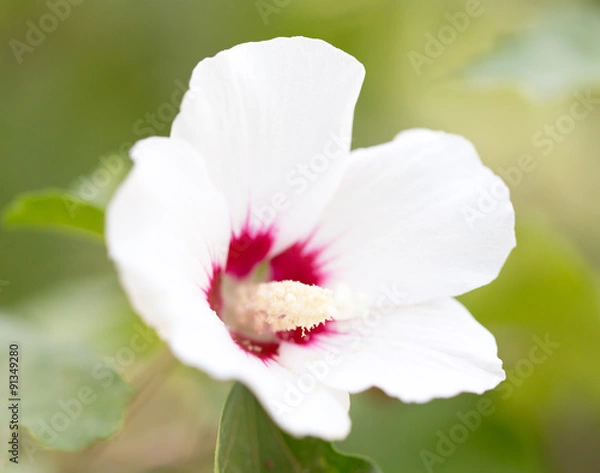 Fototapeta white flower in nature