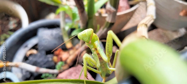 Obraz Praying mantis among green plants, centered with head turned towards the camera, blurred background, showcasing its unique appearance and stance in nature.