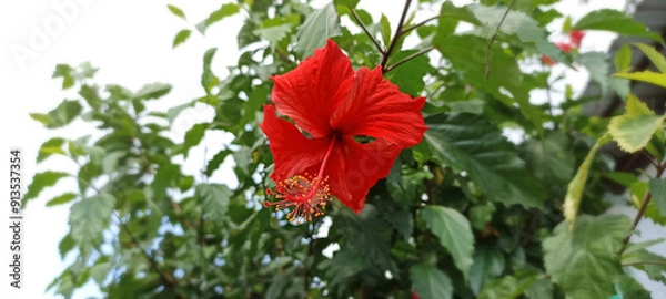 Obraz Red hibiscus flower with prominent stamen and pistil, set against green leaves and a blurred background, featuring fully open petals and intricate details with rich color.