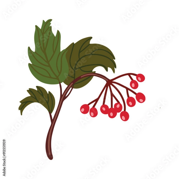 Fototapeta Vector isolated element. A branch of viburnum vulgaris. Berry. Autumn time. Harvesting. Color image on a white background. The print is used for packaging design.