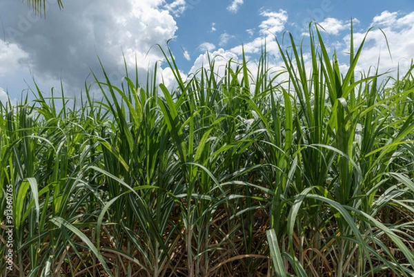 Fototapeta Sugarcane field in sunlight in the Mekong delta, Vietnam.