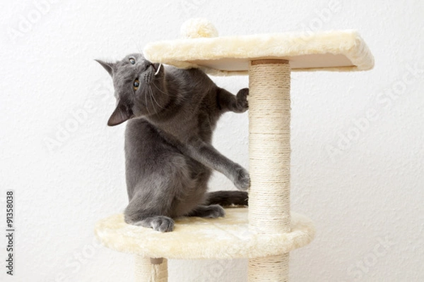Obraz Young gray cat playing on a cat tree