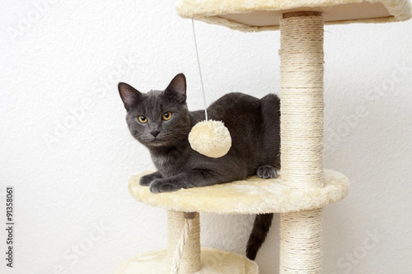 Obraz Young gray cat lying on a cat tree