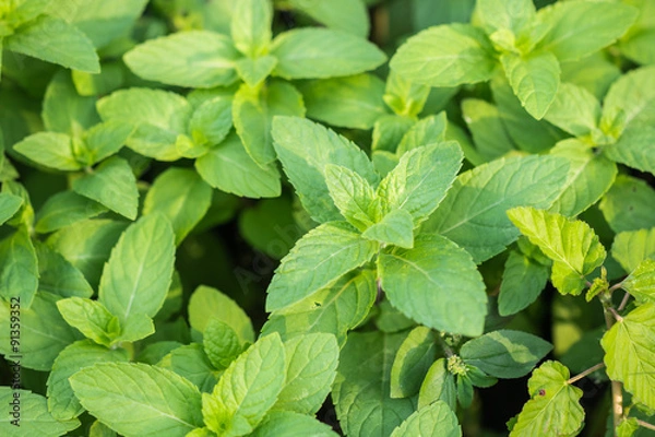 Obraz Fresh mint