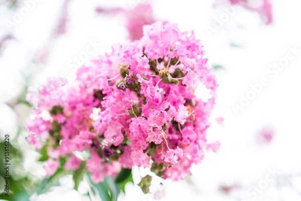 Fototapeta ピンク色のサルスベリの花