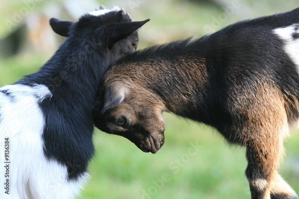 Obraz spielende ziegenbabys