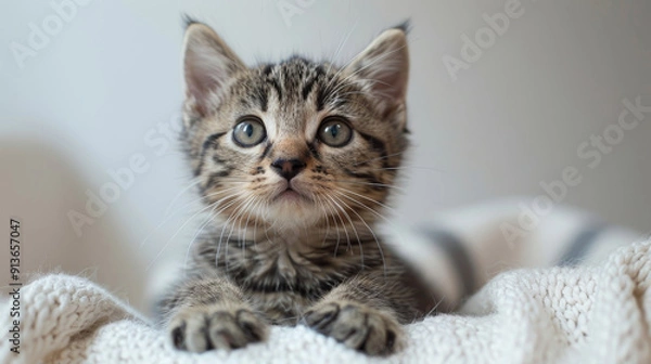 Fototapeta Visualize a kitten sitting in the center of a cyclorama in a photography studio, with soft, diffused lighting enhancing its fur and features