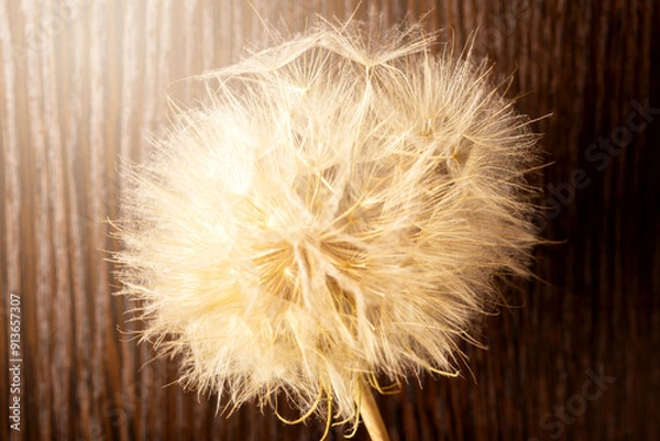 Fototapeta Old dry dandelion in sunlight on brown wooden background. Concept of life and old age