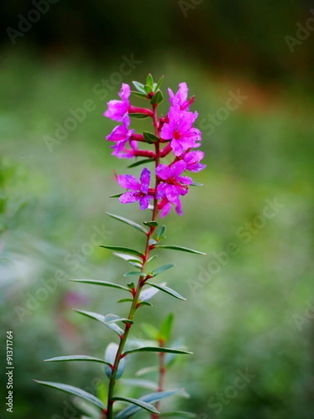 Fototapeta ミソハギ