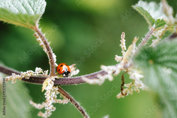 Obraz ladybird on a leaf