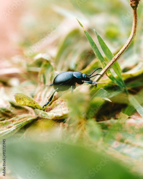Obraz beetle on the leaf