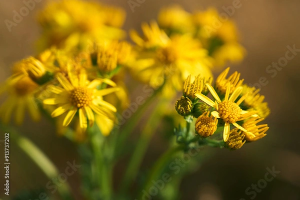 Obraz yellow flower in summer