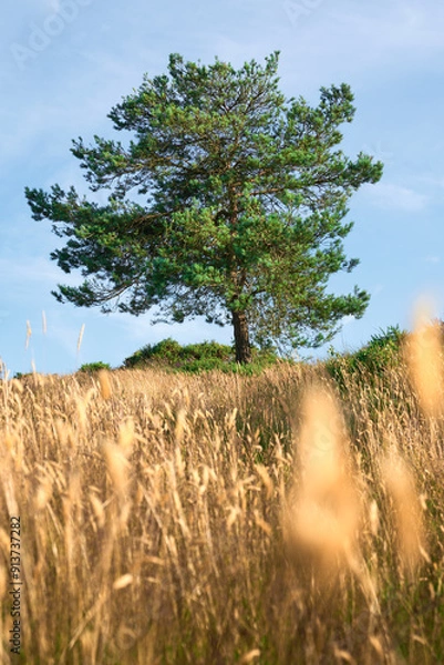 Obraz tree in the field