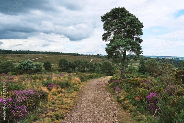 Obraz lavender field in region