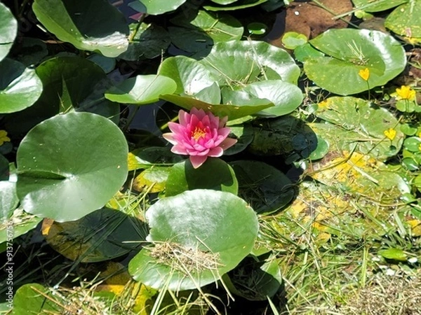 Fototapeta 연꽃 연못 꽃 늪지 식물
