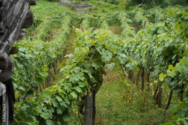 Fototapeta Grape fields with ripening fruits.