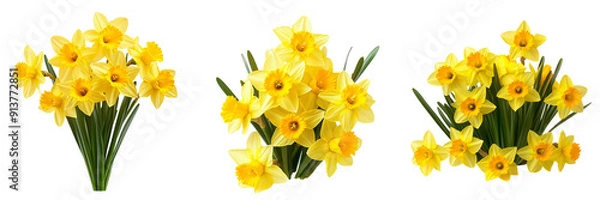 Fototapeta Set of A cluster of bright yellow daffodils in full bloom isolated on transparent background