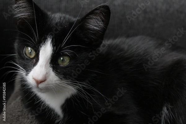 Obraz black and white cat