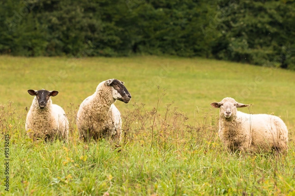Obraz one sheep with two lambs standing on a pasture in beskydy