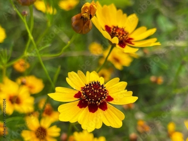 Fototapeta Wild nature scene of plain coreopsis decorating the meadow in summer