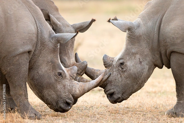 Obraz Trzy blokujące rogi Białego Rhino