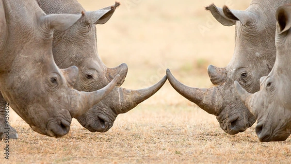 Obraz Cztery blokujące rogi Białego Rhino