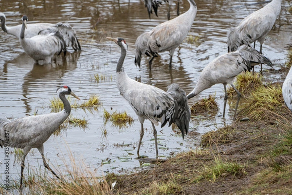 Fototapeta Group of cranes eating and fighting and standing around the lake